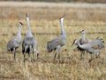 Crane Crooners