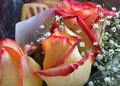 Roses - Test new Fuji F10