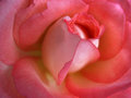 Rose For Sherpet