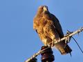 Swainson's Hawk