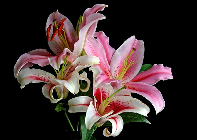 Lilies From Tamra