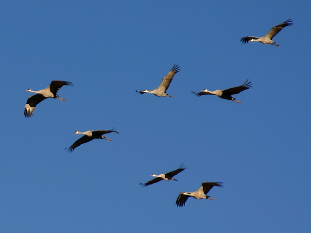 Sandhill Cranes In Flight