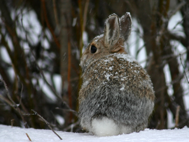 Colorado Easter Bunny