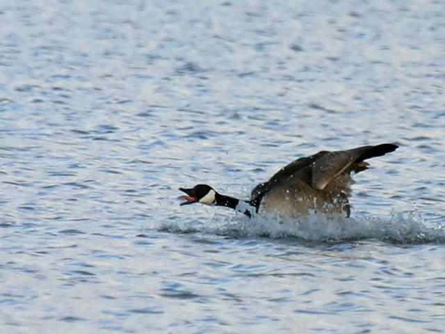 Laughing Goose