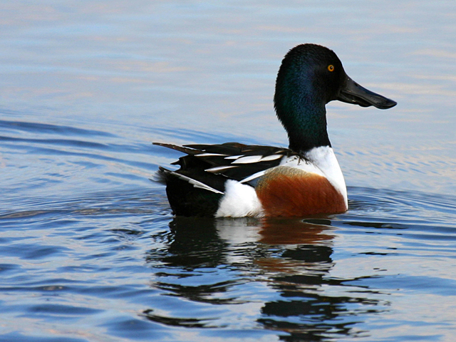 Male Northern Shoveler Duck by Sammie - DPChallenge