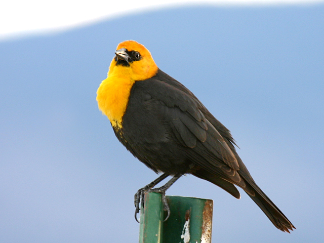 Yellow Headed Blackbird