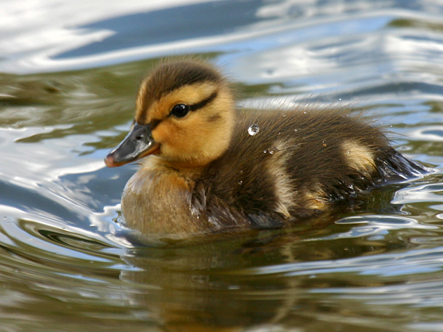 Baby Duckling