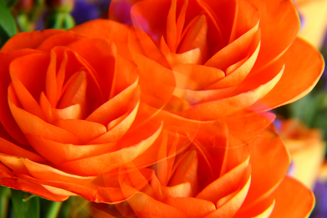 Triple Rose