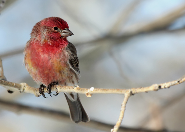 House Finch