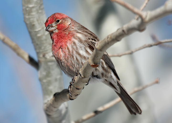 House Finch II