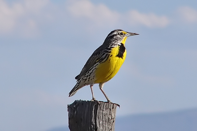 Western Meadowlark