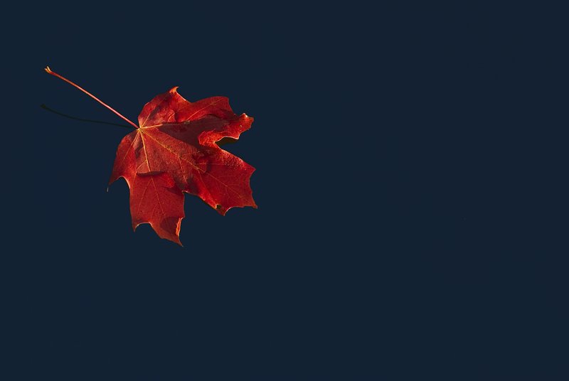 Leaf.jpg