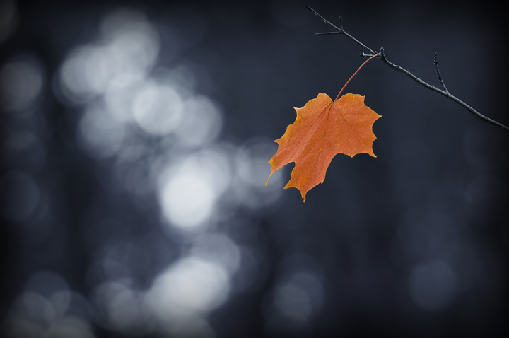 The Last to Fall