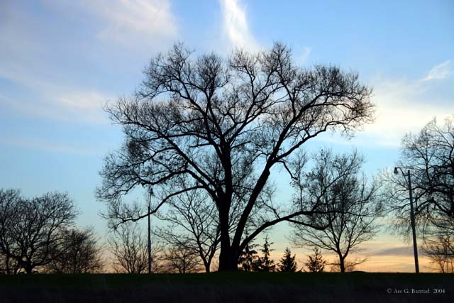 The tree by the path