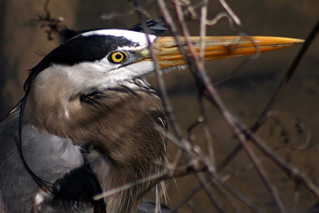 Great Blue Heron