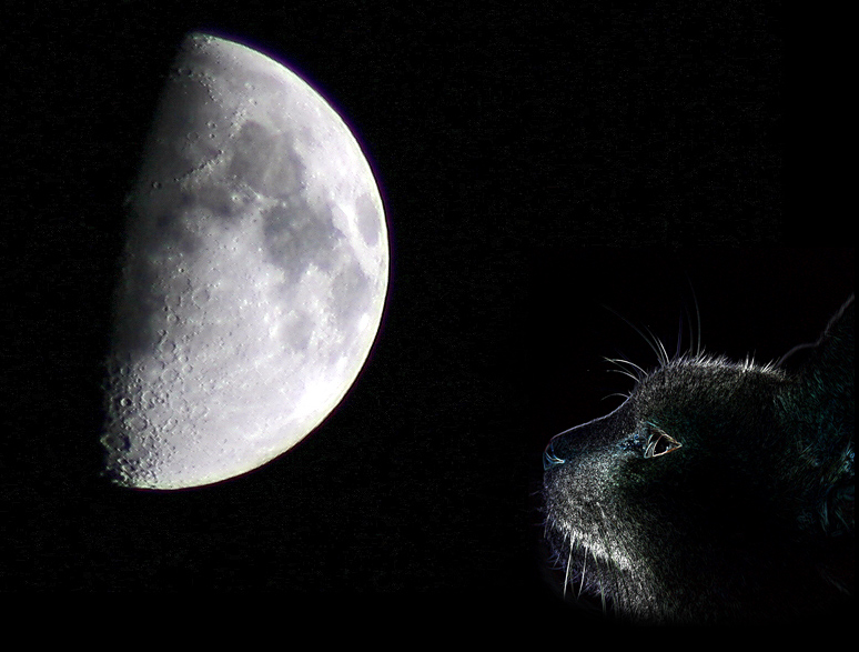 CatMoon.jpg
