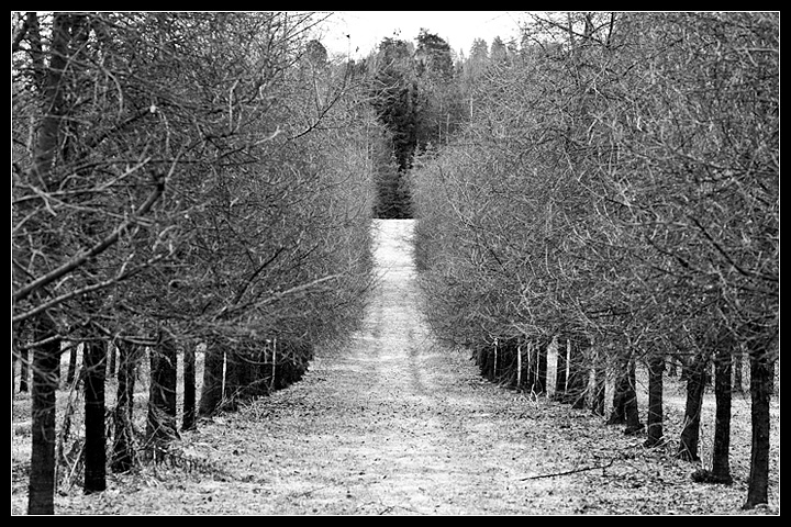 Frost and apple trees