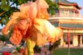 Pagoda Blossom