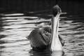 Friendly Pelican