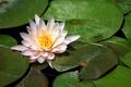 Lilypad Blossom