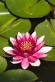 Waterlily
