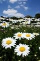 Blue Sky Daisies