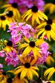 Brown Eyed Susan Medley