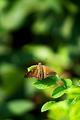Skipper Butterfly