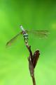 Emperor Dragonfly