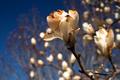 The Lily Tree