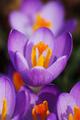 Crocus Closeup
