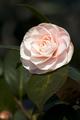 Pink Camellia
