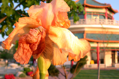 Pagoda Blossom