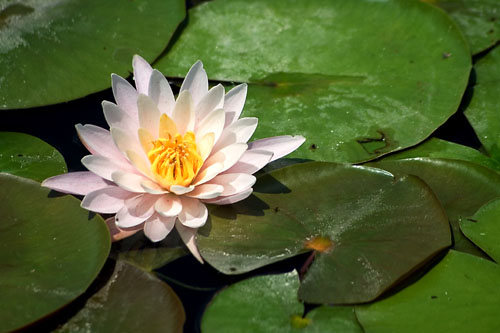 Lilypad Blossom