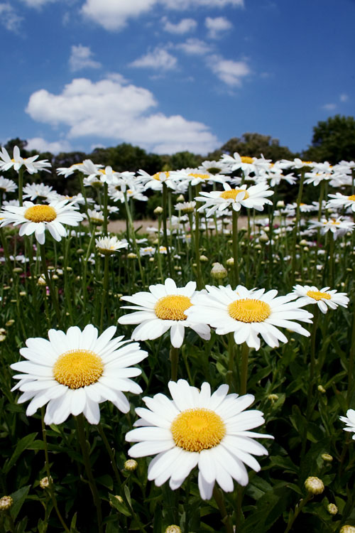 Blue Sky Daisies
