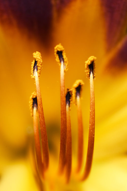 Daylily Delight