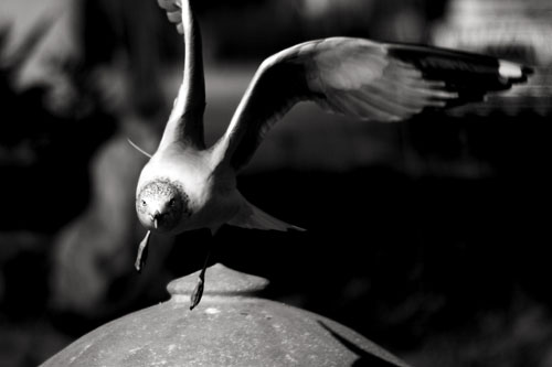 Aggressor