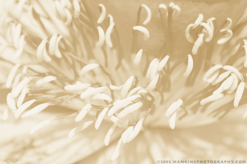 Whispery Lotus