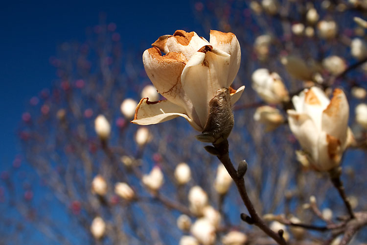 The Lily Tree