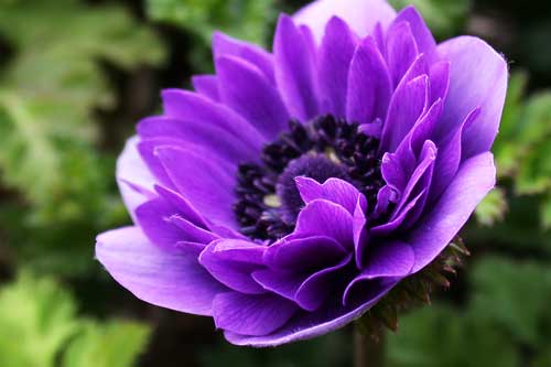 Purple Petals