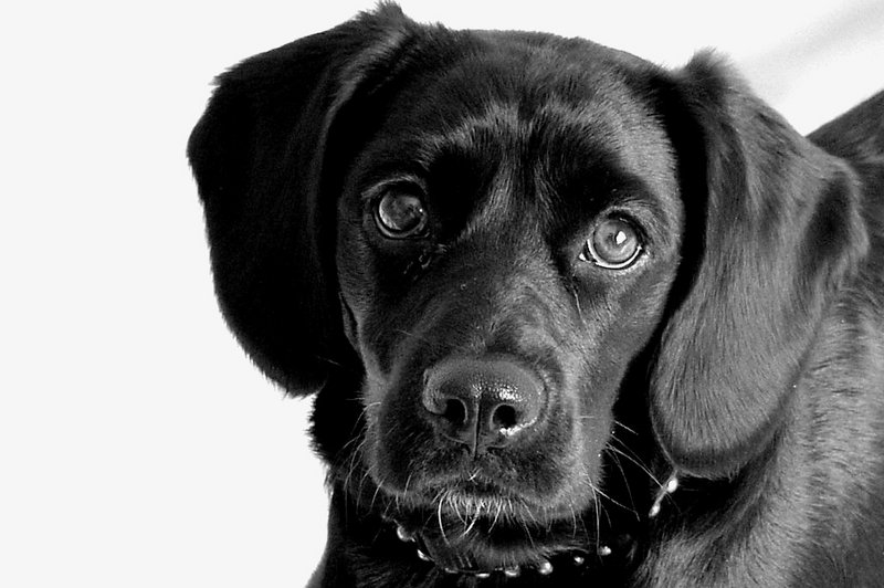 Puppy Dog Eyes