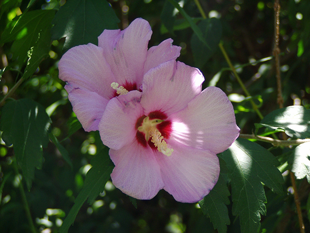 Flower-(pattern).jpg