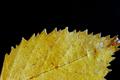 autumn leaf