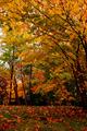 Fall Foliage