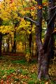 Melodious Autumn