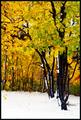 early winter