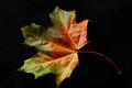 Maple leaf 1