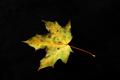 Maple leaf 2