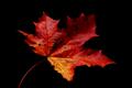 maple leaf 3