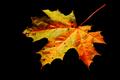 maple leaf 4